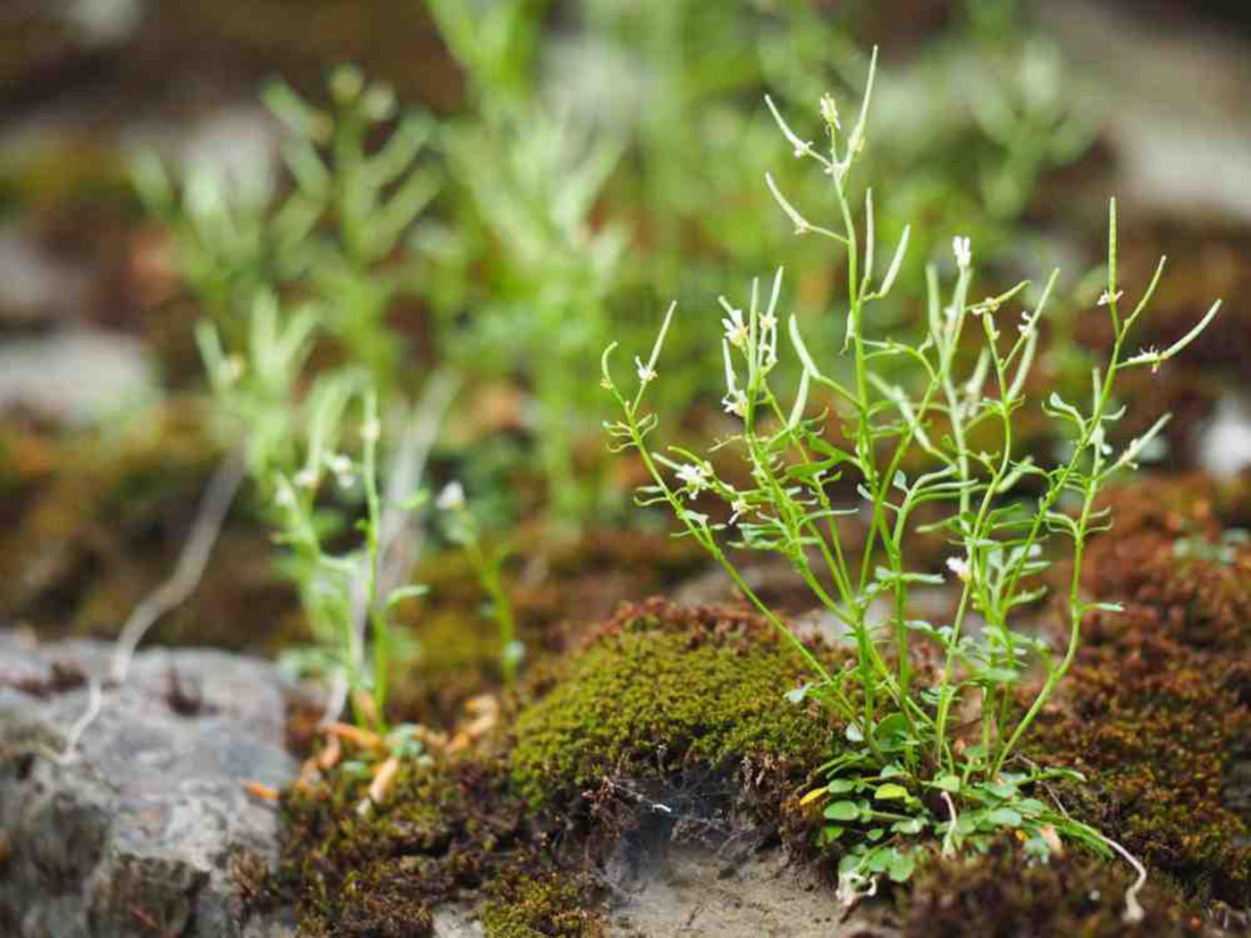 Bittercress, Mignonette-leaved leaf